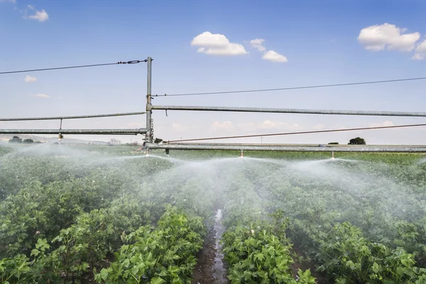 Cotton — Stock Photo, Image