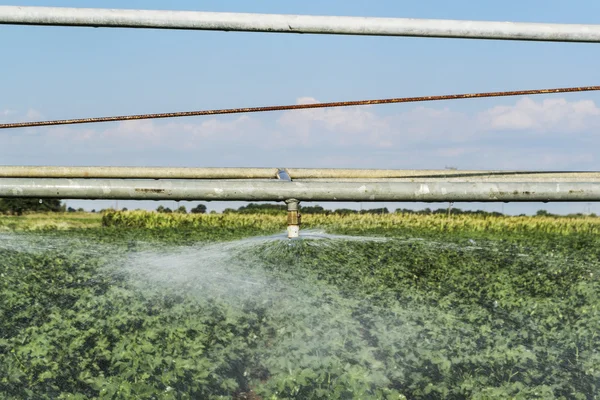 Cotton — Stock Photo, Image