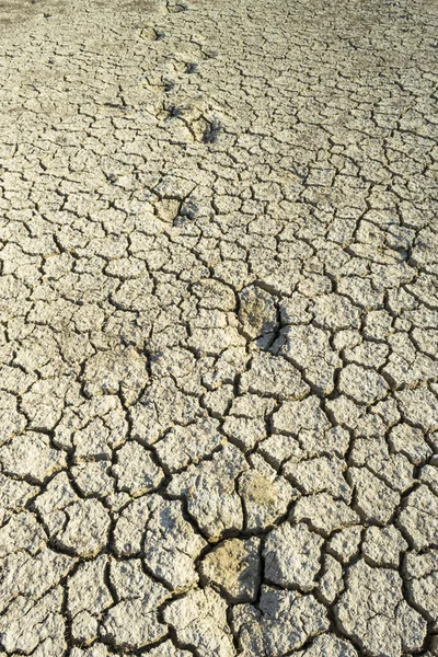 Dry ground — Stock Photo, Image