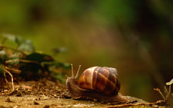 Snail on lawn — Stock Photo, Image