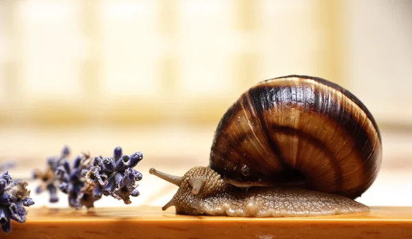 Slak en lavendel — Stockfoto