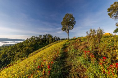 Doi Luang Chiang Dao, Chiang Mai, Tayland