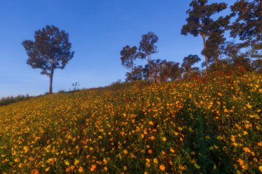 Doi Luang Chiang Dao, Chiang Mai, Tayland