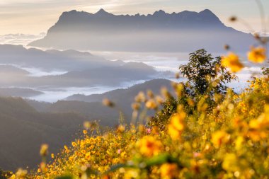 Doi Luang Chiang Dao, Chiang Mai, Tayland