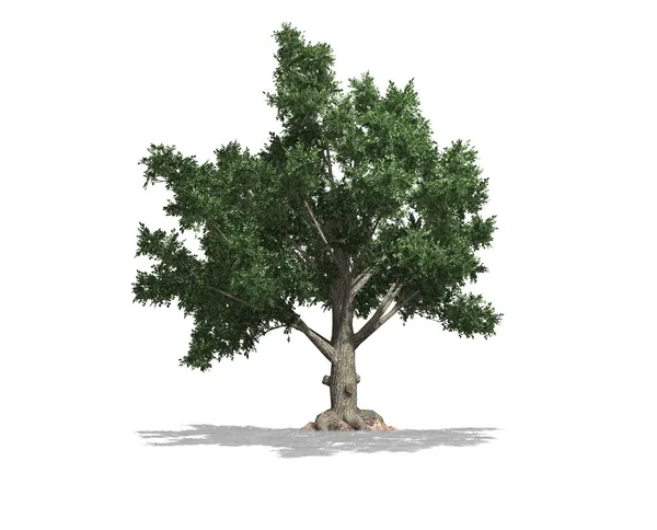 Única árvore — Fotografia de Stock