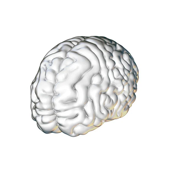 Cerebro blanco — Foto de Stock