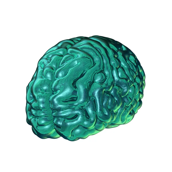 Glass brain