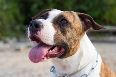 Amstaff