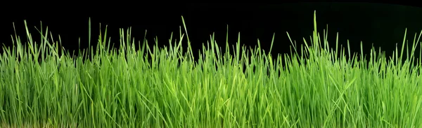 Groen gras panorama geïsoleerd op zwarte 101 megapixels — Stockfoto