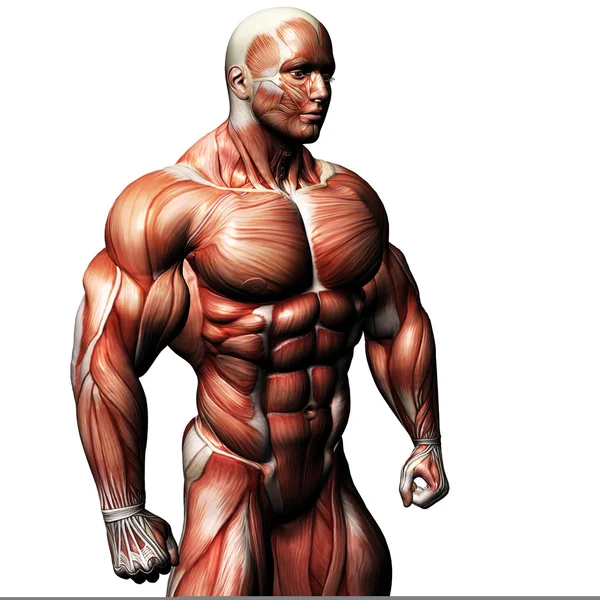 Muscular Pose 1 con camino de recorte — Foto de Stock