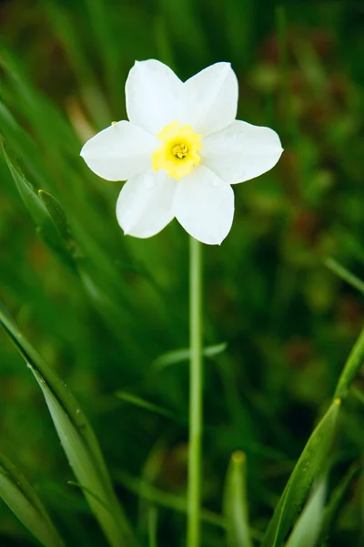 Белый нарцисс в траве — стоковое фото