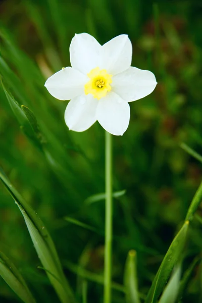 Vit narcissus i gräset — Stockfoto