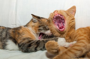 gülen iki mutlu genç yavru kedi