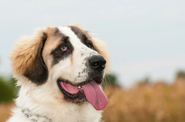 Ritratto di Bucovina cane pastore seduto con uno sguardo concentrato — Foto Stock