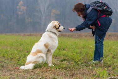 Young girl training and motivate her Bucovina shepherd dog clipart