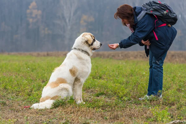 Young girl training and motivate her Bucovina shepherd dog — Stock Photo, Image