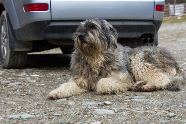 mioritic Romanya çoban köpeği bir araba koruyan portresi