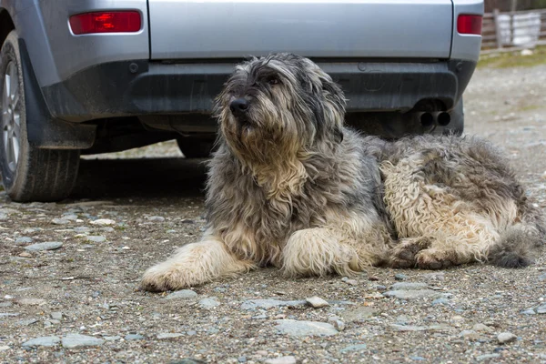 Retrato de perro pastor rumano mioritico custodiando un coche — Foto de Stock