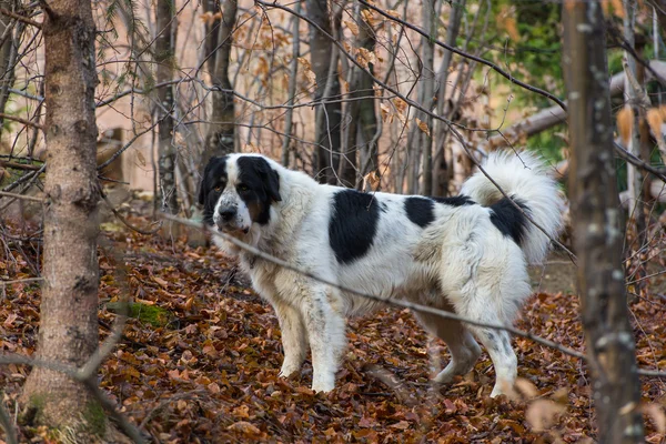 Porträt des mioritischen rumänischen Schäferhundes, der den Hof bewacht — Stockfoto