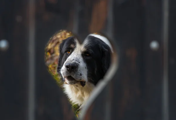 Porträt eines mioritischen rumänischen Schäferhundes in Herzform eines Zauns Stockbild