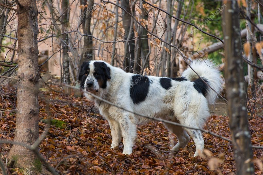 Portrait Of Mioritic Romanian Shepherd Dog Guarding The Yard Stock Photo By C Paulion 18388163
