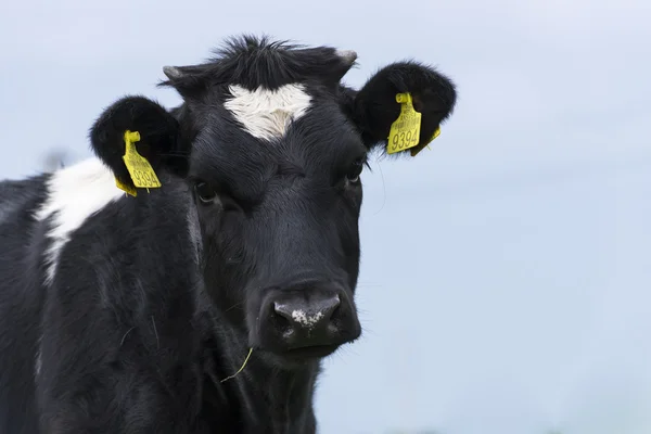 Porträtt av svart och vit ko blicken till kameran — Stockfoto
