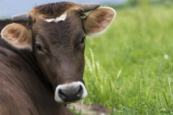 Porträt einer braunen Kuh, die in die Kamera blickt — Stockfoto