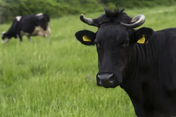 Porträt einer schwarzen Kuh, die in die Kamera blickt — Stockfoto