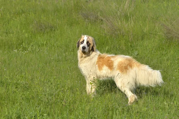 Potrait, a bukovinai Pásztor kutya-val egy koncentrált megjelenés, a zöld fű háttér Stock Kép