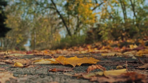 Sarı akçaağaç yaprakları sokak parkında yere düşer. Altın sonbahar. Yalnızlık, üzüntü konsepti. Hint yazı. Güzel doğa. Eylül, Ekim. Düşük açılı çekim. Hiç kimse. Barış sükuneti — Stok video