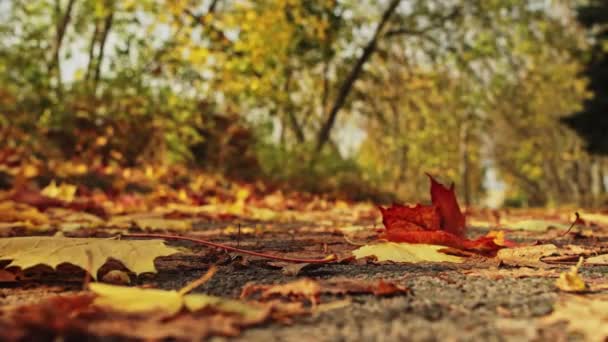 Оранжевые сухие кленовые листья падают на землю в аллее парка. Индийское лето. Золотая осень. Одиночество, грусть. Теплая погода. Сентябрь, октябрь. Снимок с низкого угла. Никого. Спокойствие мира — стоковое видео