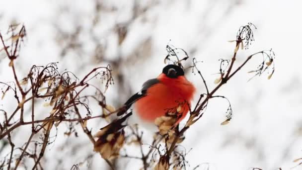 Un hermoso pinzón pájaro con un pecho rojo brillante se sienta en una rama de árbol y come semillas. Clima invernal, principios de primavera, primer plano — Vídeos de Stock