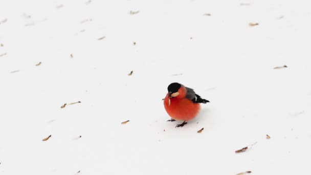Χειμερινό πουλί bullfinch με έντονο κόκκινο στήθος συλλέγει σπόρους ακακακίας στο χιόνι, φόντο. Κρύο χειμώνα, αρχές της άνοιξης, φύση — Αρχείο Βίντεο