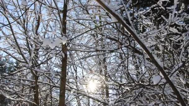 Ο λαμπερός ήλιος το χειμώνα μέσα από τα κλαδιά των δέντρων πάνω στα οποία βρίσκεται το χιόνι. Χειμώνας όμορφο δάσος, φόντο — Αρχείο Βίντεο