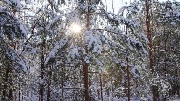 The bright sun in winter through the branches of the trees on which the snow lies. Winter beautiful forest, background — Stock Video