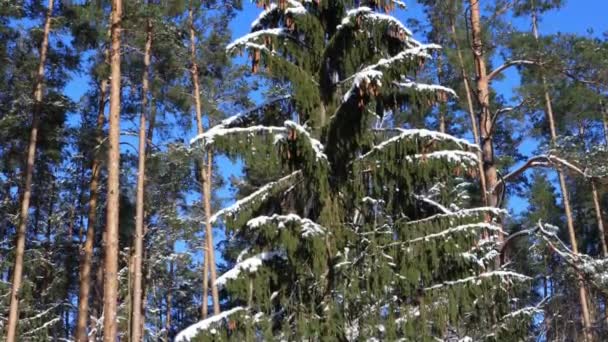 A beautiful large pine tree with cones in the forest and snow on the branches in winter against a background of blue sky. Frosty winter day, festive — Stock Video