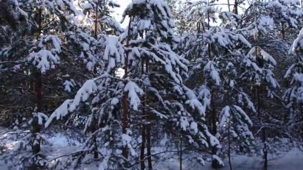 The bright sun in winter through the branches of the trees on which the snow lies. Winter beautiful forest, background, motion — Stock Video