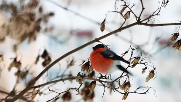 Um belo bullfinch pássaro com um peito vermelho brilhante senta-se em um galho de árvore e come sementes. Tempo de inverno, início da primavera, close-up — Vídeo de Stock