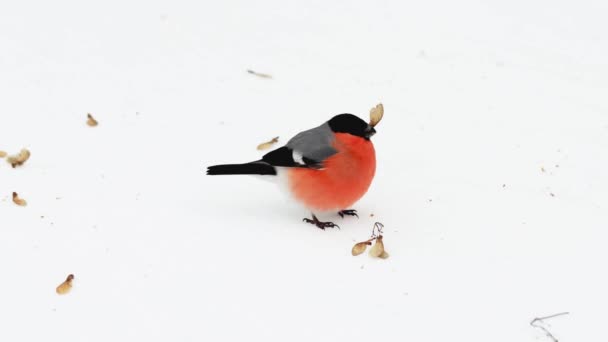 Χειμερινό πουλί bullfinch με έντονο κόκκινο στήθος συλλέγει σπόρους ακακακίας στο χιόνι, φόντο. Κρύο χειμώνα, αρχές της άνοιξης, φύση — Αρχείο Βίντεο