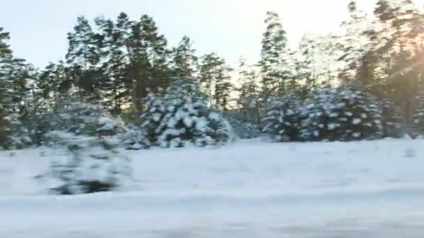 Fondo de bosque nevado y abetos, puesta de sol soleado. Vista desde la ventana del coche en movimiento, clima helado — Vídeos de Stock