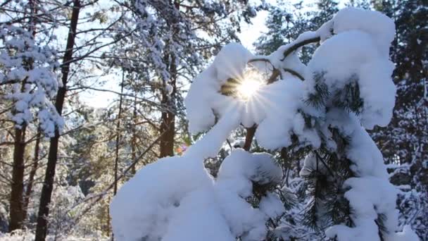 Beautiful spruce tree in the winter snow against the backdrop of the suns rays. Spruce branches under a layer of snow in the forest, beautiful winter nature — Stock Video