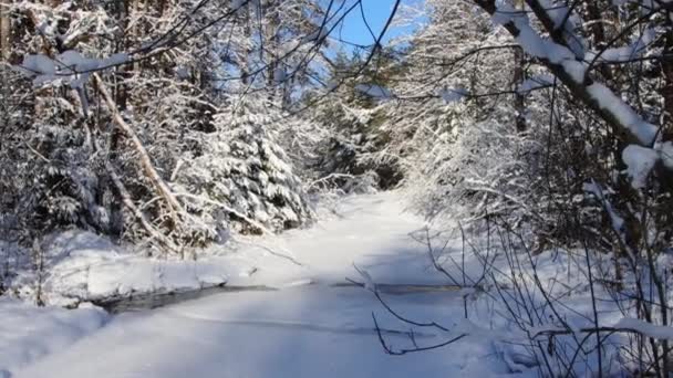 Patak folyik a téli erdőben, miután egy hóesés. Fényes napos fagyos nap, gyönyörű természet, háttér — Stock videók