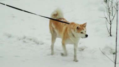 Kızıl saçlı boğuk köpek kışın karda, sokakta tasmayla dolaşıyor. Yakın plan.