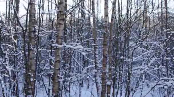 아름다운 겨울 자작나무 숲 이 태양을 배경으로 하고 있습니다. 눈은 나뭇가지에 쌓여 서리가 내리는 날입니다. 겨울 계절 — 비디오