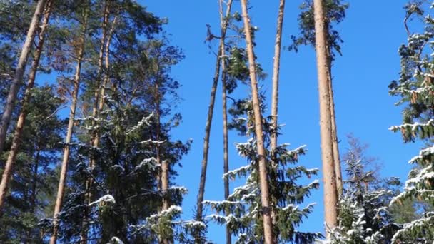 निळ्या आकाशाच्या पार्श्वभूमीवर हिवाळ्यातील शाखांवर जंगलात कोन आणि बर्फ असलेले एक सुंदर मोठे पिन झाड. थंड हिवाळा दिवस, उत्सव — स्टॉक व्हिडिओ