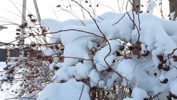 Kışın çalılıklarda kar şapkası. Gün batımında dondurucu güneşin arka planında. — Stok video