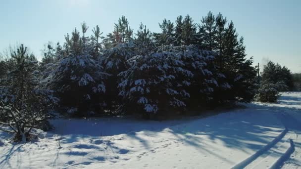 Καπάκια χιονιού σε χριστουγεννιάτικα δέντρα το χειμώνα σε μια ηλιόλουστη μέρα. Όμορφη φύση, φόντο — Αρχείο Βίντεο