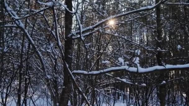 Прекрасний зимовий березовий ліс на тлі сонця. Сніг лежить на гілках дерев, морозний день. Зимовий сезон — стокове відео