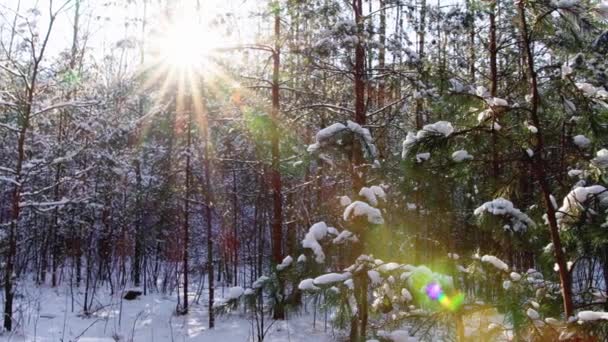 Un cappello fatto di neve su un piccolo albero di Natale nella foresta sullo sfondo del sole. Bella foresta invernale, giorno gelido — Video Stock