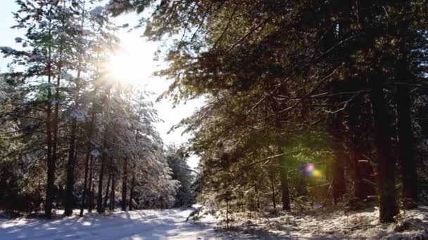 Prachtig winterbos op een zonnige dag. Bosweg in de sneeuw. Winternatuur — Stockvideo